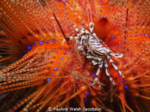 Zebra Crab on Fire Urchin, Lembeh by Pauline Walsh Jacobson 